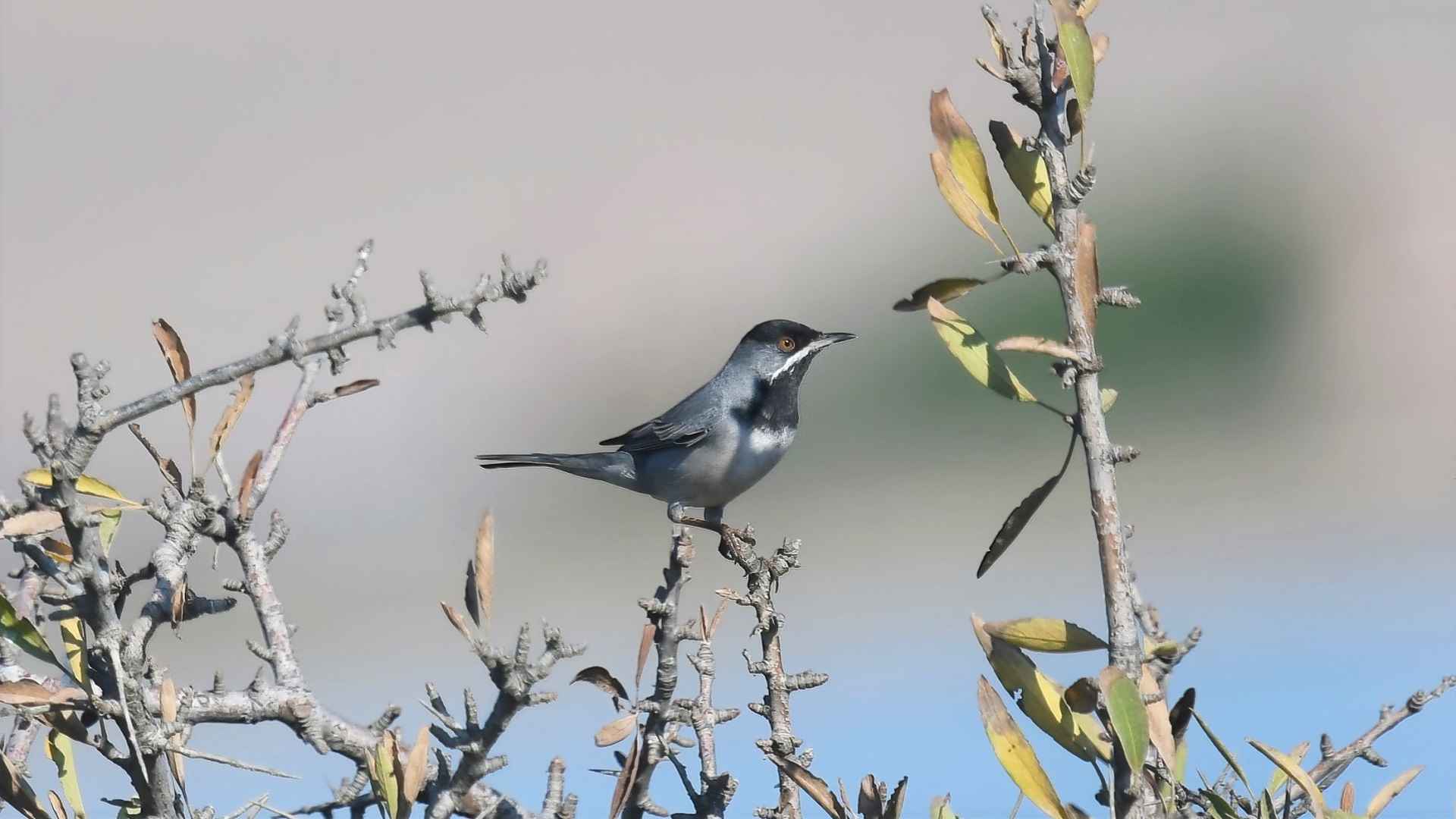 Rüppell's Warbler